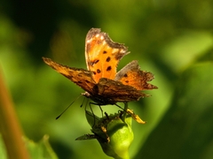 Polygonia progne