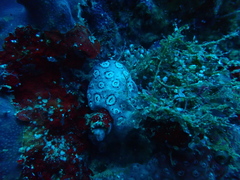Aplousobranchia