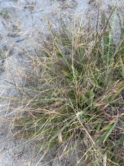 Eragrostis spectabilis
