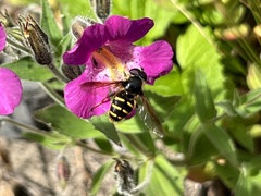 Sericomyia chalcopyga