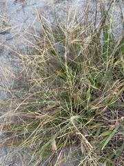 Eragrostis spectabilis