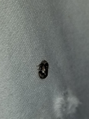 Clastoptera obtusa