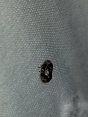 Clastoptera obtusa