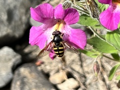 Sericomyia chalcopyga
