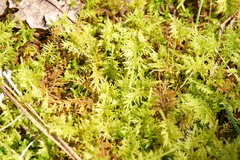 Thuidium delicatulum