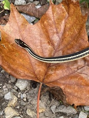 Thamnophis proximus