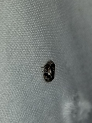 Clastoptera obtusa