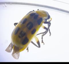 Diabrotica undecimpunctata