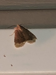 Amphipyra glabella