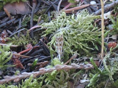 Catoptria oregonicus