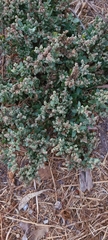 Chenopodiastrum murale