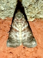Sciota uvinella