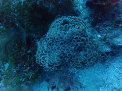 Fimbriaphyllia ancora