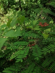 Indigofera suffruticosa