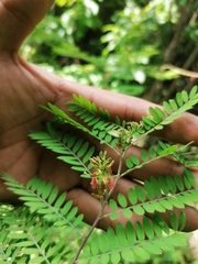 Indigofera suffruticosa