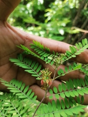 Indigofera suffruticosa