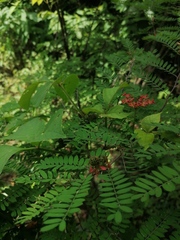 Indigofera suffruticosa
