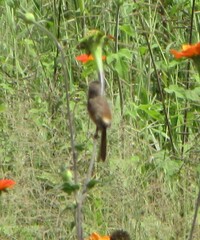 Prinia subflava