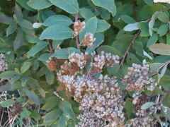 Spiraea douglasii