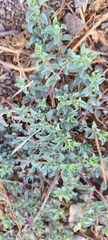 Atriplex semibaccata