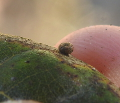 Dryocosmus minusculus