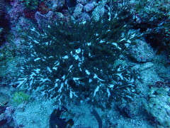 Acropora