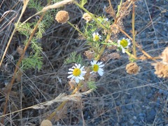 Anthemis cotula
