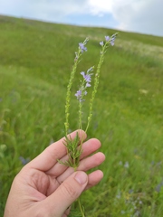 Veronica austriaca jacquinii