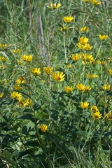 Heliopsis helianthoides