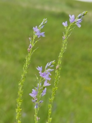 Veronica austriaca jacquinii
