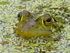 Lithobates catesbeianus