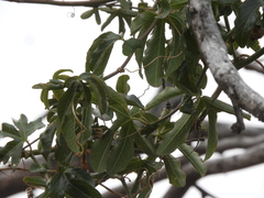 Passiflora caerulea