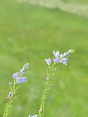 Veronica austriaca jacquinii