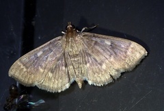 Herpetogramma aeglealis