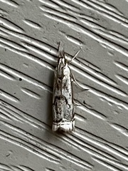 Microcrambus elegans