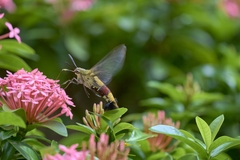 Cephonodes hylas