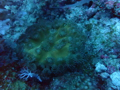 Duncanopsammia peltata