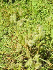 Polypogon monspeliensis