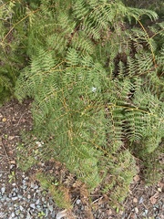 Pteridium esculentum