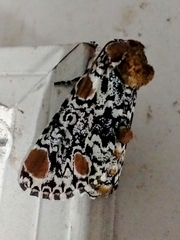 Harrisimemna trisignata