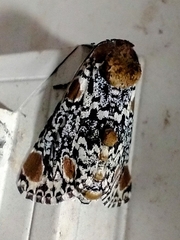 Harrisimemna trisignata