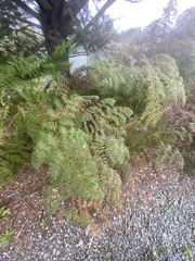 Pteridium esculentum