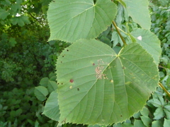 Plantae