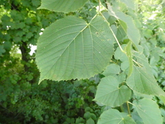 Plantae