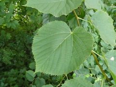 Plantae