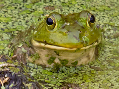 Lithobates catesbeianus