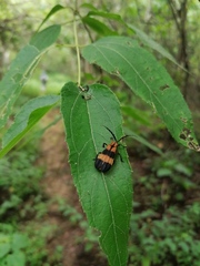 Calopteron