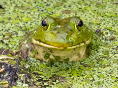 Lithobates catesbeianus