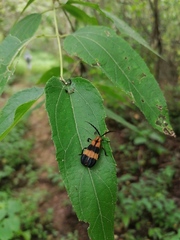 Calopteron
