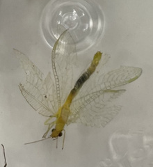 Stenacron interpunctatum